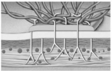   Figure 4-2 A Cell Junction Use Figure 4-2 to answer the following question: -Which type of epithelium lines the stomach and intestinal tract? A)  transitional B)  simple columnar C)  stratified squamous D)  simple cuboidal E)  pseudostratified ciliated