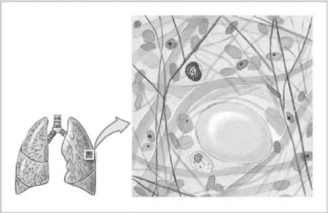   Figure 4-4 Connective Tissue Use Figure 4-4 to answer the following question: -The type of connective tissue shown in the figure is the least specialized in adults.What is its primary function? A)  It cushions organs and provides support but permits independent movement. B)  It provides a storage of energy resources. C)  It provides firm attachment of muscles to bone, and conducts the pull of muscles. D)  It provides insulation. E)  It provides strength to resist forces applied from many directions.