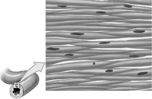   Figure 4-5 A Tissue Use Figure 4-5 to answer the following questions: -How could this tissue be described? A)  It is the outer protective tissue over the organ. B)  This tissue is for compression, which moves food through the organ. C)  This tissue conducts electrical impulses. D)  This tissue is multinucleated. E)  This tissue produces a material that lubricates food.