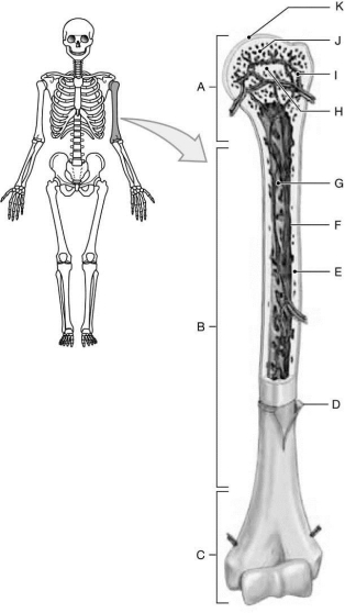   Figure 6-1 The Structure of a Long Bone Use Figure 6-1 to identify the labeled part. -Structure K is where A)  bone marrow is produced. B)  joint fluid is produced. C)  red blood cells are produced. D)  bone is produced. E)  the long bone joins with another bone.