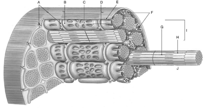   Figure 7-1 Structural Components of a Skeletal Muscle Fiber Use Figure 7-1 to identify the labeled part. -Label A is pointing to A)  myofibrils. B)  Z lines. C)  sarcoplasmic reticulum. D)  T tubules. E)  myofilaments.