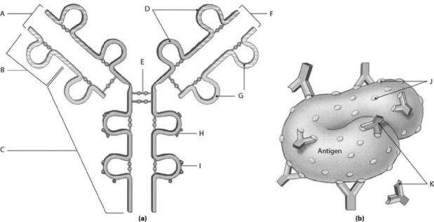 <strong>  Figure 14-1 Typical Antibody Molecule and Typical Antigen Use Figure 14-1 to identify the labeled part. What does label A represent?</strong> A) complement binding site B) antigen binding site C) antigenic determinant sites D) macrophage binding site E) antibodies <div style=padding-top: 35px> 