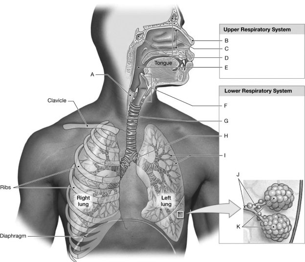   Figure 15-1 Components of the Respiratory System Use Figure 15-1 to identify the labeled part. -Label D represents which structure(s) ? A)  nose B)  nasal cavity C)  pharynx D)  sinuses E)  larynx