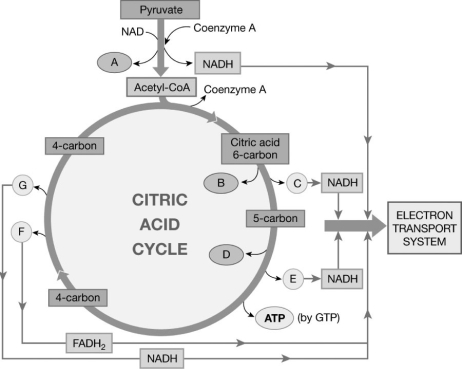   Figure 17-1 The Citric Acid Cycle Use Figure 17-1 to identify the element marked with a letter. (Example: CO₂, H₂O)  -The ion(s) or molecule(s) labeled D is (are)  A)  CO₂. B)  H₂O. C)  O₂. D)  H⁺. E)  2H.