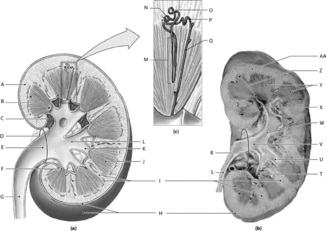 <strong> Photo Credit: Ralph T. Hutchings Figure 18-1 The Structure of the Kidney Use Figure 18-1 to identify the labeled part. Label C represents which of the following structures?</strong> A) hilum B) renal pelvis C) renal cortex D) renal medulla E) renal sinus