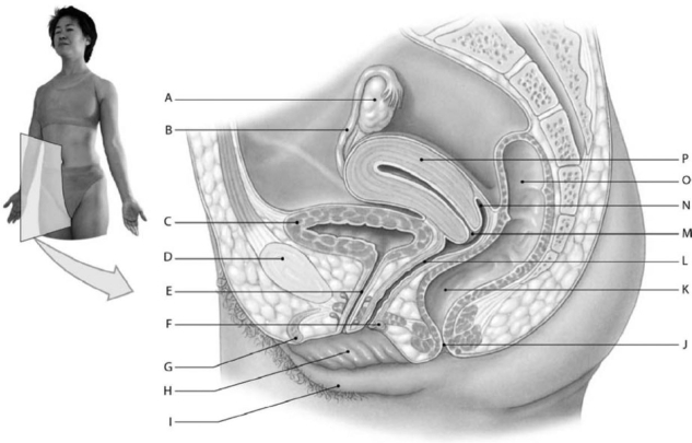 <strong> Figure 19-1 Components of the Female Reproductive System Use Figure 19-1 to identify the labeled part. Label G represents which of the following structures?</strong> A) urinary bladder B) clitoris C) labium minus D) labium majus E) greater vestibular gland