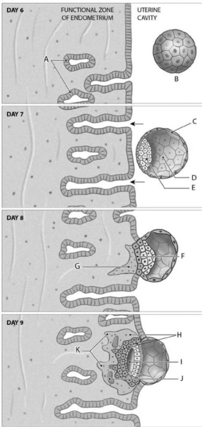 <strong> Figure 20-1 Events in Implantation Use Figure 20-1 to identify the labeled part. Label C represents which of the following structures?</strong> A) blastocoele B) blastocyst C) trophoblast D) developing villi E) chorion