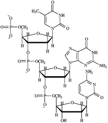 Consider the following structure.   a)Circle any nucleoside. b)Draw a box around any nucleotide. c) Identify as DNA or RNA.