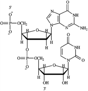 Quiz 24: Biomolecules: Nucleic Acids and Their Metabolism | Quiz+