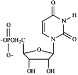 Match each of the following terms to a structure from the list below. There is only one correct structure for each term and structures may be used more than once. -a pyrimidine nucleoside A) Sanger dideoxy method B) GAUCGUAAA C) Watson-Crick D) translation E)   F)   G) transcription H) Maxam-Gilbert method I) AUGGCUGAG J) replication K)   L)   M) AGATCGCTC