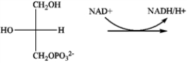 Draw the product of the following reaction, which is involved in the catabolism of triacylglycerols.  