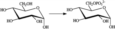 Consider the following reaction.   Which of the following describes this reaction? A)  is so strongly exergonic that it does not require a catalyst B)  is an exergonic reaction not coupled to any other reaction C)  is an endergonic reaction that takes place because it is coupled to the exergonic hydrolysis of ATP D)  is an exergonic reaction that is coupled to the endergonic hydrolysis of ATP
