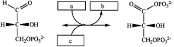 Which group of small molecules best fit the boxes associated with the reaction shown?   a b c A)  ATP ADP H<sub>2</sub>O B)  NADH NAD<sup>+</sup> P<sub>i</sub> C)  NAD<sup>+</sup> NADH H<sub>2</sub>O D)  NAD<sup>+</sup> NADH P<sub>i</sub>