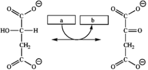 Which group of small molecules best fit the boxes associated with the reaction shown?   a b A)  ADP + 2 P<sub>i</sub> ATP B)  NAD<sup>+</sup> NADH C)  NADP<sup>+</sup> NADPH D)  FAD FADH<sub>2</sub>