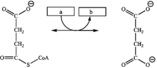 Which group of small molecules best fit the boxes associated with the reaction shown?   a b A)  GDP GTP B)  NADP<sup>+</sup> NADPH C)  ADP + P<sub>i</sub> ATP D)  FAD FADH<sub>2</sub>