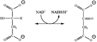 Which enzyme catalyzes the reaction shown?   A)  isocitrate dehydrogenase B)  malate dehydrogenase C)  fumarase D)  succinate dehydrogenase