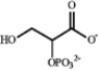 Match a term or structure from the list below to each of the following definitions or names. Embden-Meyerhoff Embden-Meyerhoff -Uses the energy produced in the citric acid cycle to make ATP. A) electron-transport chain B) C) citric acid cycle D) Embden-Meyerhoff E) glycolysis F) G) Hans Krebs H) catabolism I) ATP J) K) fatty acid spiral L) anabolism M) acetyl CoA N) O) P) gluconeogenesis Q) metabolism