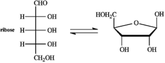 Refer to the equilibrium below to answer the following question(s).   -Refer to instructions. Which enantiomer of ribose is drawn, D or L, and is it the α or β anomer?