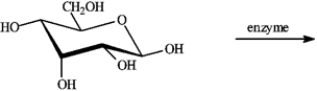 If the following compound undergoes oxidation in the presence of the appropriate enzyme, draw the structure of the likely product.  