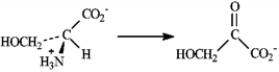 a)   b)The amino group is removed in the deamination as ammonia. The ammonia is in turn converted into urea and excreted during the urea cycle.