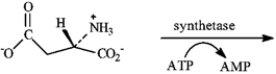 Draw the structure of the product formed when the substance shown below undergoes amide formation.  