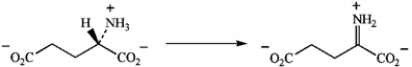 Write a mechanism for the formation of α-iminoglutarate from glutamate employing NAD<sup>+</sup> as the oxidizing coenzyme.  