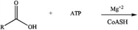Draw the major products of the following biochemical reaction (where R = a fatty acid chain).  
