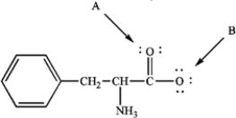 Phenylalanine is an amino acid that is essential to human nutrition. The representation below shows the structure of phenylalanine at the pH found in cells. Consider this structure to answer the following question(s).   phenylalanine -Refer to instructions. Assign any formal charges to atoms in this representation of phenylalanine.