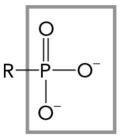 The figure below shows an example of which functional group?   A)  amino B)  hydroxyl C)  phosphoryl D)  methyl