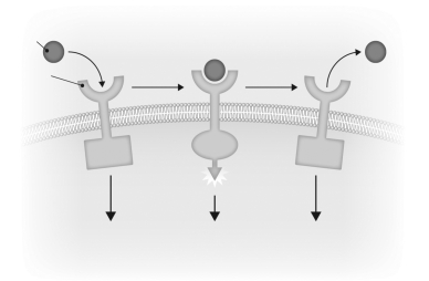 Describe how a receptor is activated and inactivated by a ligand in the figure below.  