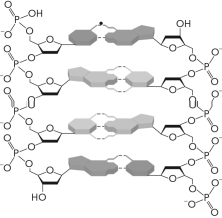 For the figure below,label the   and   ends for each strand,the hydrogen bonds,and the pyrimidine and purine molecules,as well as the direction of polarity.  