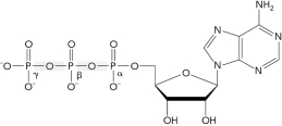 In the figure below,identify the adenine base,ribose,and phosphoanhydride bonds.  