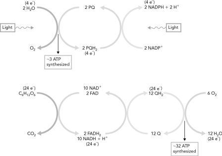 In the figure below,label which reactions are oxidations and which are reduction.  