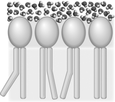 Using the figure below,explain how having unsaturated fatty acid tails on phospholipids affects the fluidity of the membrane.  