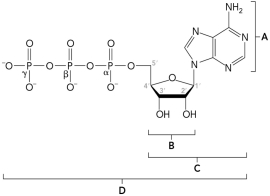 The figure below shows part of the primary structure of DNA.Identify the nucleotide.   A)  A B)  B C)  C D)  D