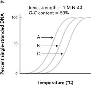 <strong>DNA strands containing 20 base pairs,40 base pairs,and 60 base pairs were denatured and the results were graphed below.Identify the curve from the 60 base pair DNA strand. </strong> A) A B) B C) C D) Not enough information is included to determine the curve.