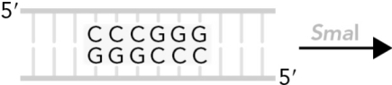 <strong>Identify the products when Smal cleaves the following DNA sequence. </strong> A) B) C) D)