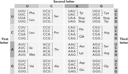 Use the table below to determine how many possible RNA sequences could code for the dipeptide Pro-Ala.   A)  1 B)  16 C)  8 D)  64