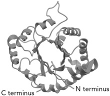 The common protein fold shown below is the __________ fold.   A)  Greek key B)  Rossman C)  FERM domain D)    /  Barrel