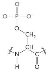 The following amino acid is discovered in a newly isolated protein.What would it be called,and does it represent a new amino acid?  