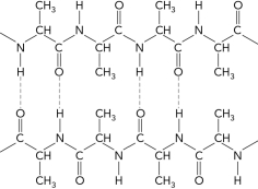 Use the two-stranded antiparallel    -sheet below and drawn in a    -turn.  