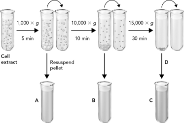 The figure below shows how differential centrifugation can be used to isolate four subcellular fractions.Which fraction corresponds to the mitochondrial fraction?   A)  A B)  B C)  C D)  D