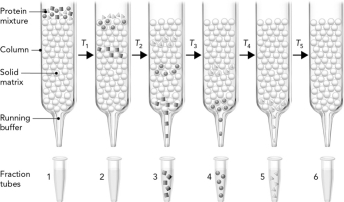 The figure below shows three proteins that are separated using gel filtration chromatography.Which protein is the largest?   A)  squares B)  circles C)  triangles D)  Not enough information is included to determine the protein.