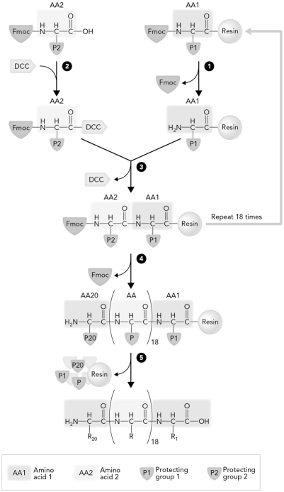 The step in solid-phase peptide synthesis that occurs at number 2 is   A)  deblocking of the residue attached to the resin. B)  coupling of the amino acid. C)  cleavage from the resin. D)  activation of the Fmoc blocked residue.