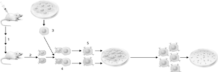 Using the figure below describing monoclonal antibody generation,identify the step where the B cells are fused with the tumor cells.   A)  1 B)  2 C)  3 D)  4