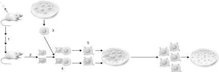 What cells are shown at step number 2 in the figure below?   A)  B cells B)  immortalized tumor cells C)  hybridoma cells D)  red blood cells