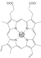 Which of the following is true of this compound?   A)  It contains a ferric ion. B)  It is a prosthetic group. C)  It is found on the surface of both hemoglobin and myoglobin. D)  It is coordinated to hemoglobin through interactions with a proximal cysteine.
