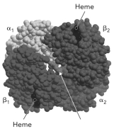 <strong>Below is a figure of adult hemoglobin.The arrow points to where __________ binds. </strong> A) glucose B) 2,3-bisphosphoglycerate C) O<sub>2</sub> D) CO<sub>2</sub>
