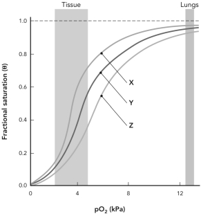 Below is a fractional saturation curve for O<sub>2</sub> binding to adult hemoglobin.Assume that curve Y represents a system at pH 7.4 and with a normal physiological level of 2,3-BPG.Curve X represents a system that   A)  is at pH 7.4 with a higher than normal physiological level of 2,3-BPG. B)  has a higher pH with a normal physiological level of 2,3-BPG. C)  has a lower pH with a normal physiological level of 2,3-BPG. D)  is at pH 7.4 with a normal physiological level of 2,3-BPG but with an increased level of CO<sub>2</sub>.