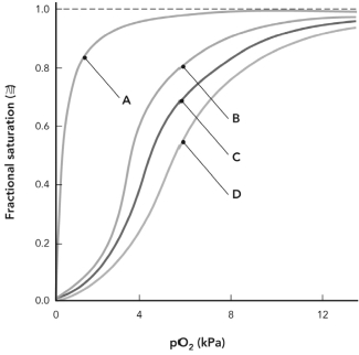 Which of the following curves is representative of the binding of oxygen to myoglobin?   A)  curve A B)  curve B C)  curve C D)  curve D